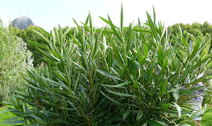 Nerium oleander (crédit: Dinkum)