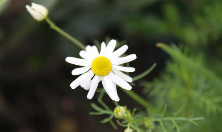 Matricaire camomille (Crédits : Léa Charbonnier)