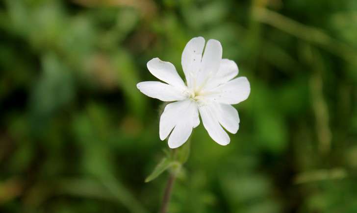 Compagnon blanc (Crédits : Léa Charbonnier)