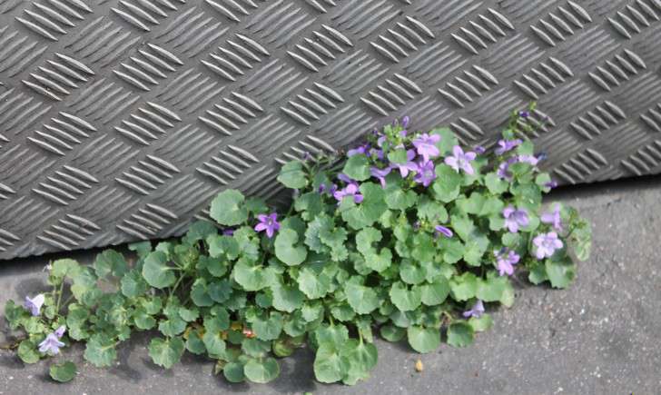 Campanule des murs (Crédits : Léa Charbonnier)