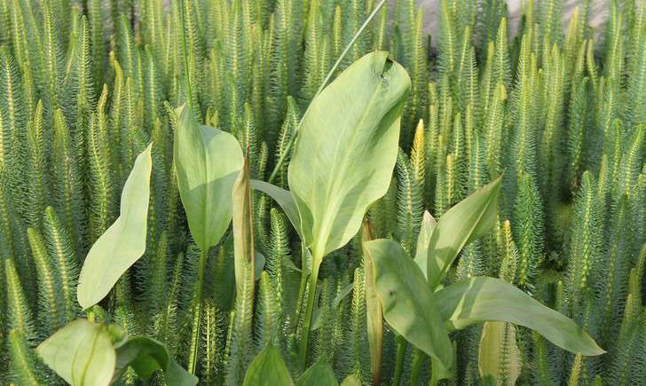 Plantain d'eau - Crédit: Léa Charbonnier