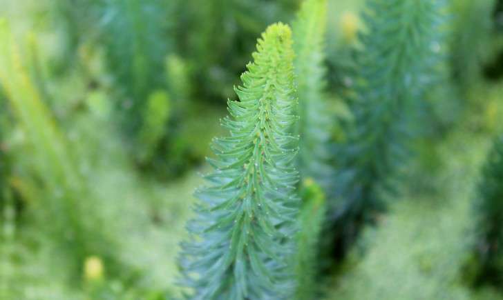 Myriophylle en épi - Crédit: Léa Charbonnier