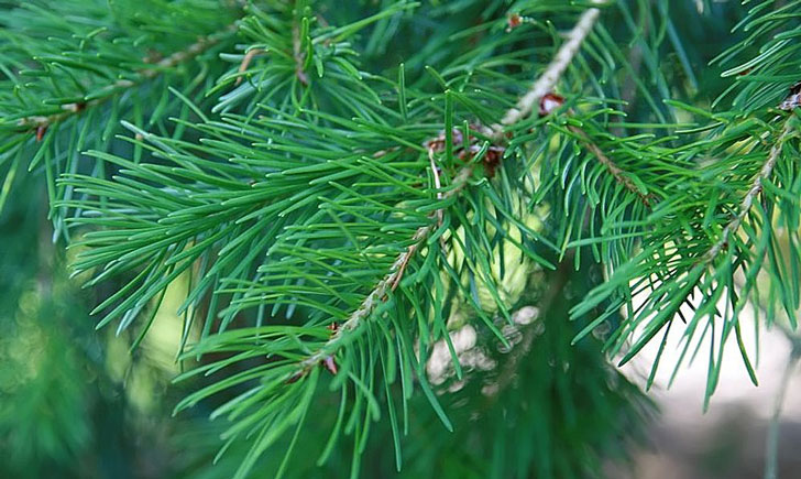  Le sapin de douglas (Crédit :david-j-stang)