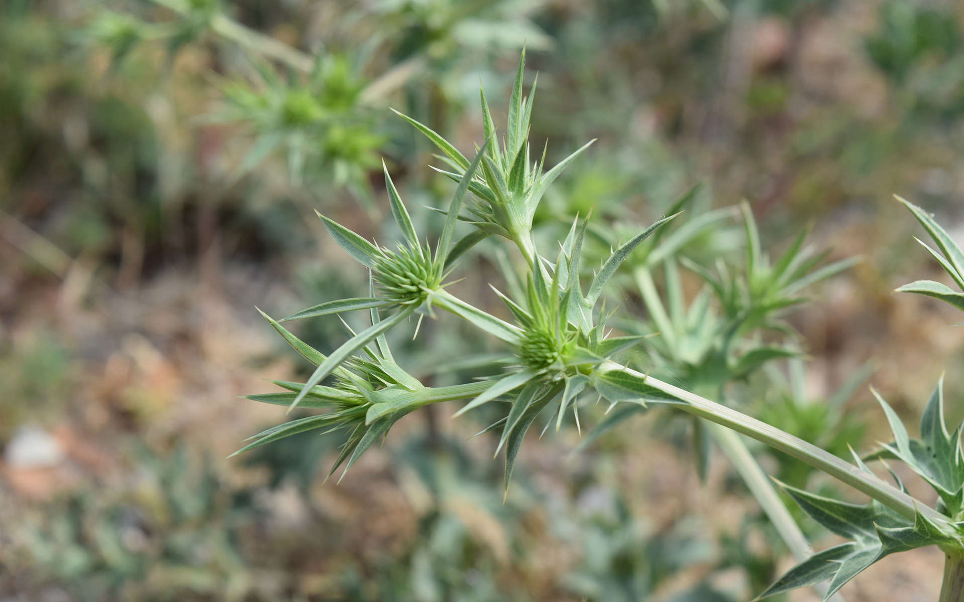 Panicaut (Crédits : Léa Charbonnier)