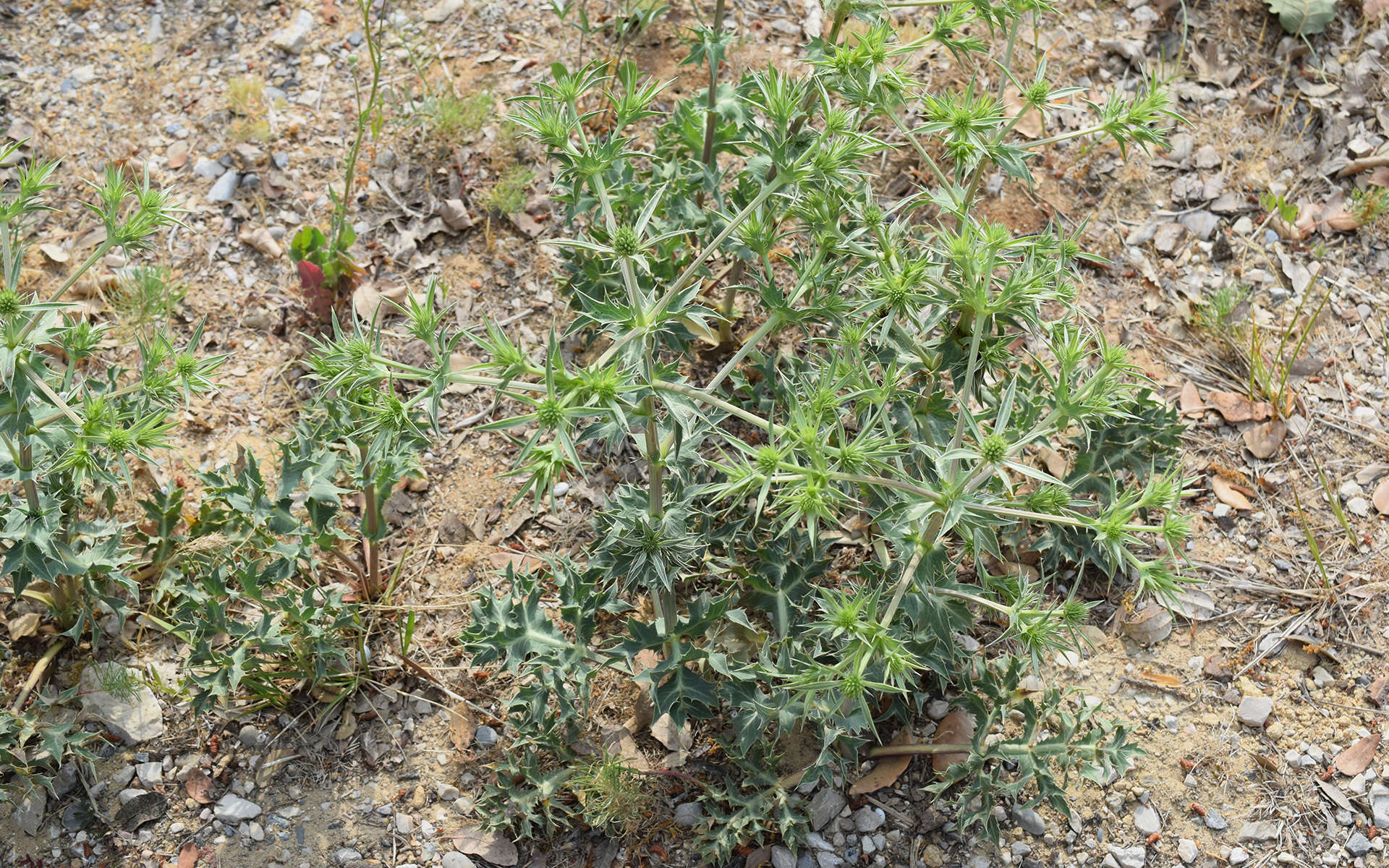 Panicaut (Crédits : Léa Charbonnier)