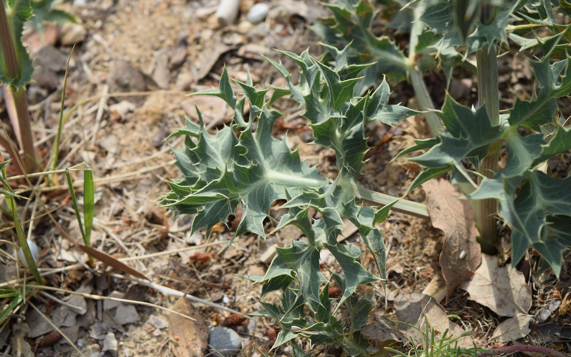 Panicaut (Crédits : Léa Charbonnier)