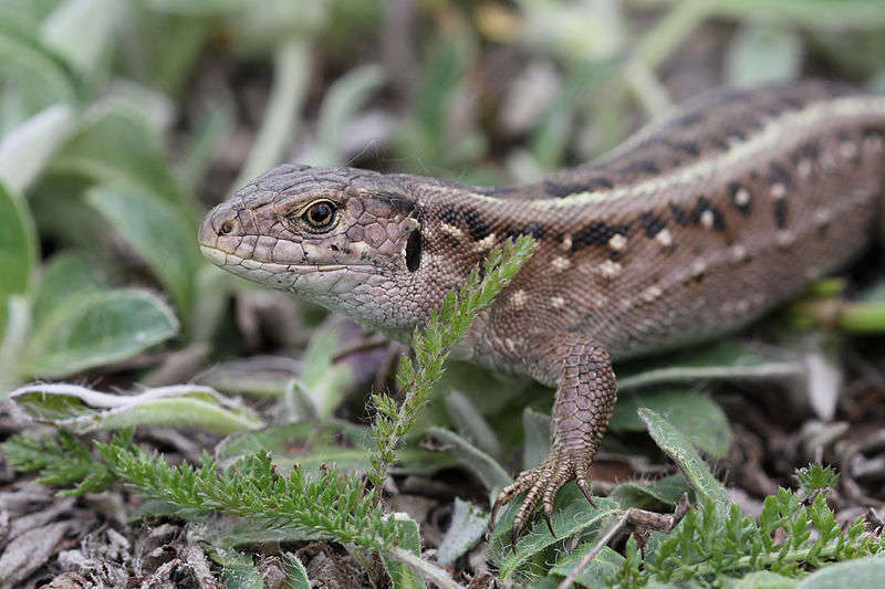 Lézard des souches