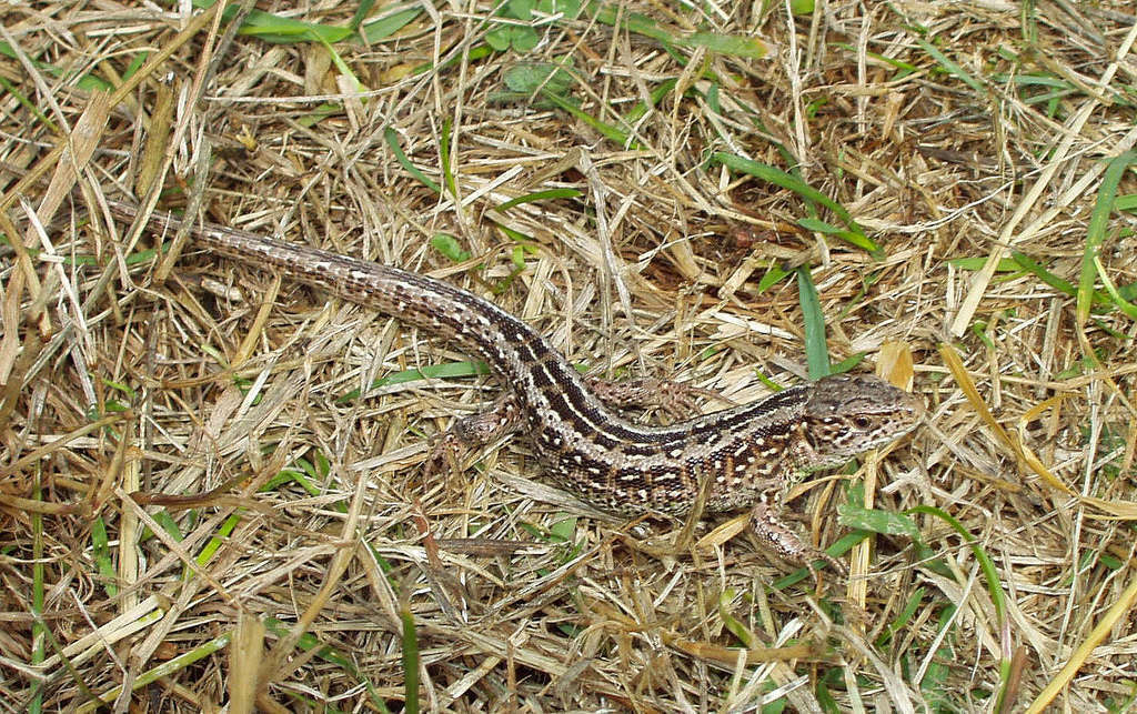 Lézard des souches