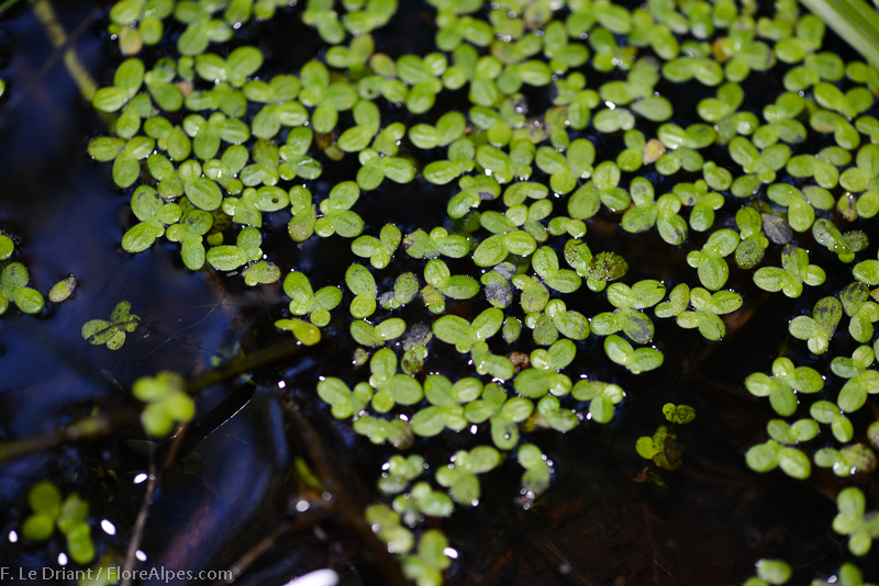 Lentille d'eau - Lemna sp.