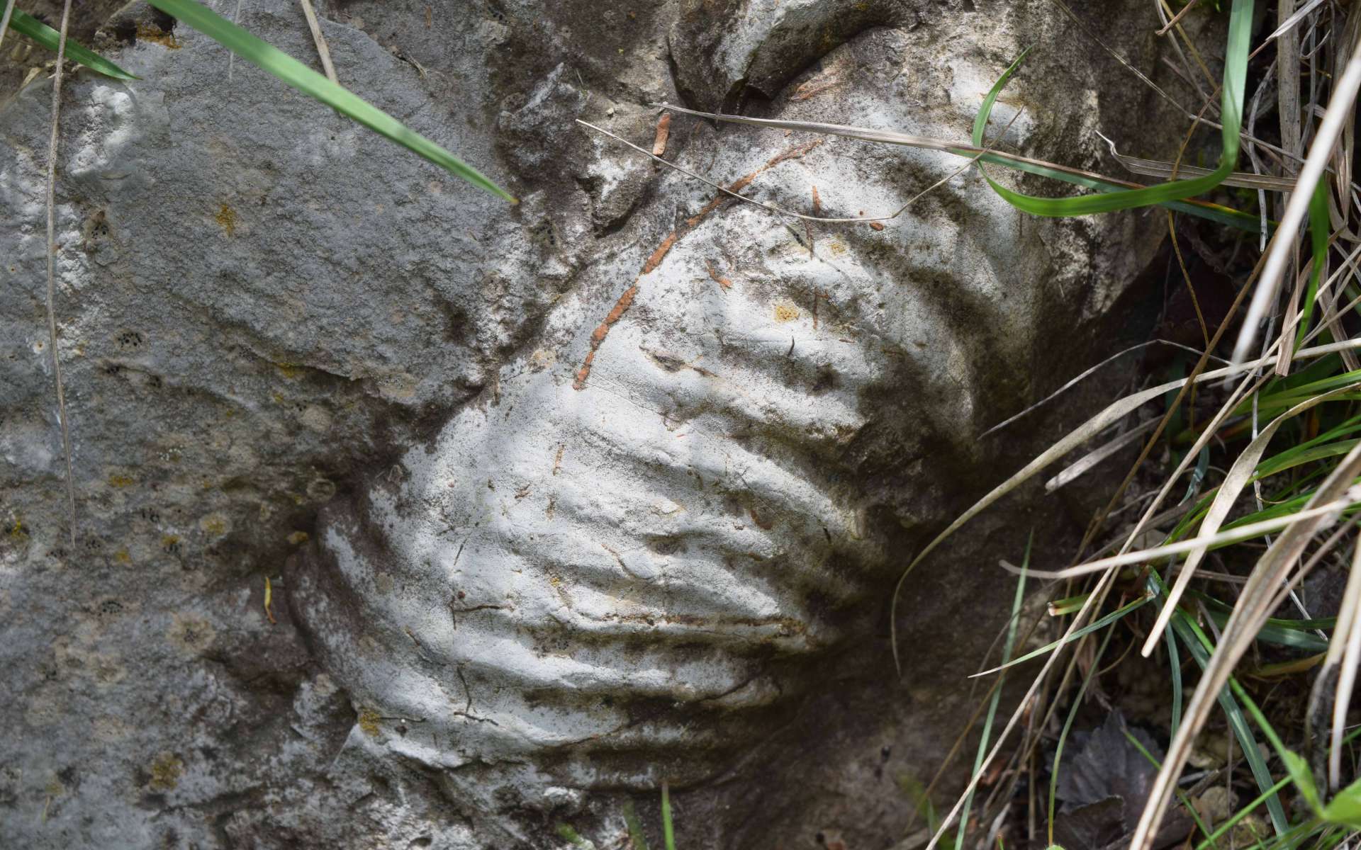 Ammonite - balade de l'Epine (Crédits : Sabine Meneut)