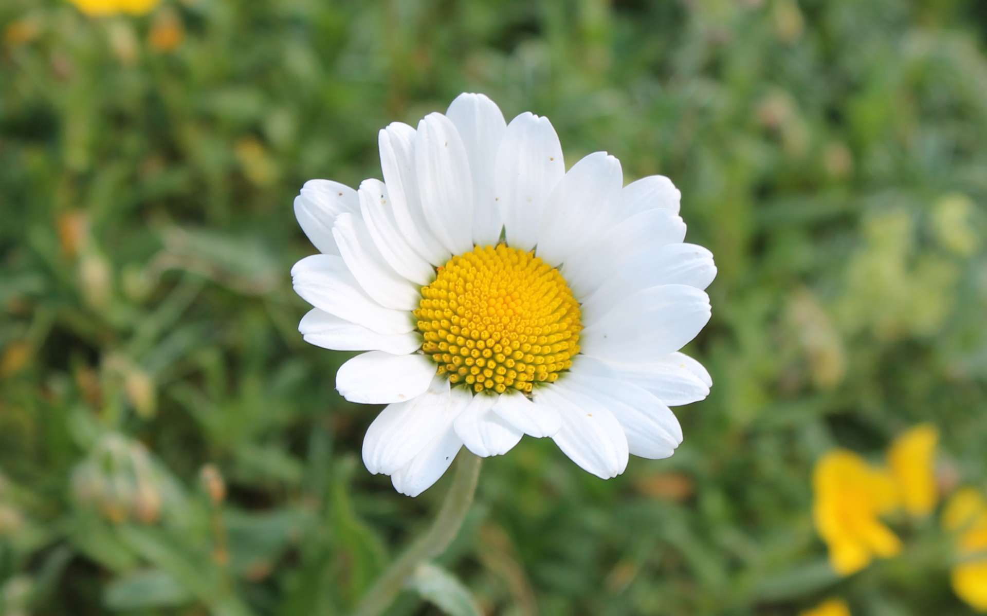 Marguerite commune (Crédits : Léa Charbonnier)