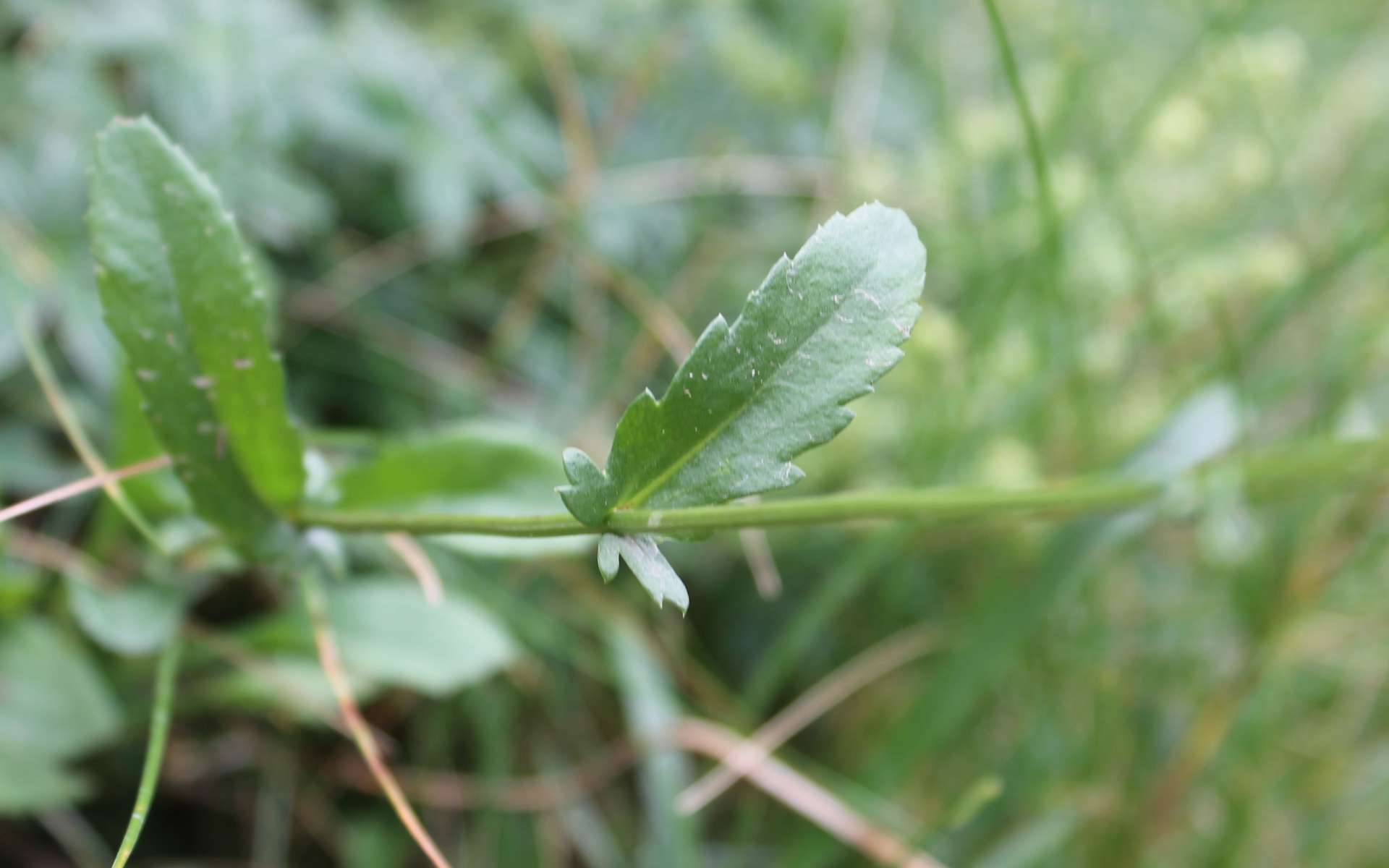 Marguerite commune - feuille (Crédits : Léa Charbonnier)