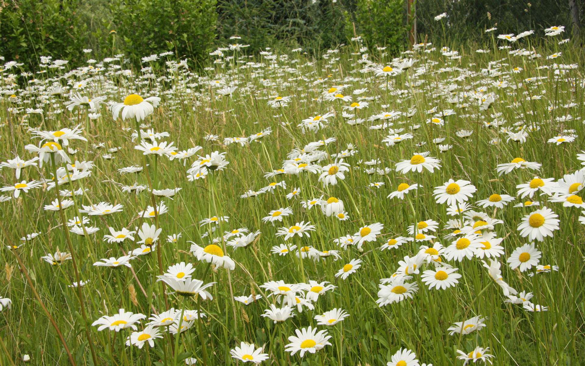 Marguerite commune (Crédits : Maja Dumat)