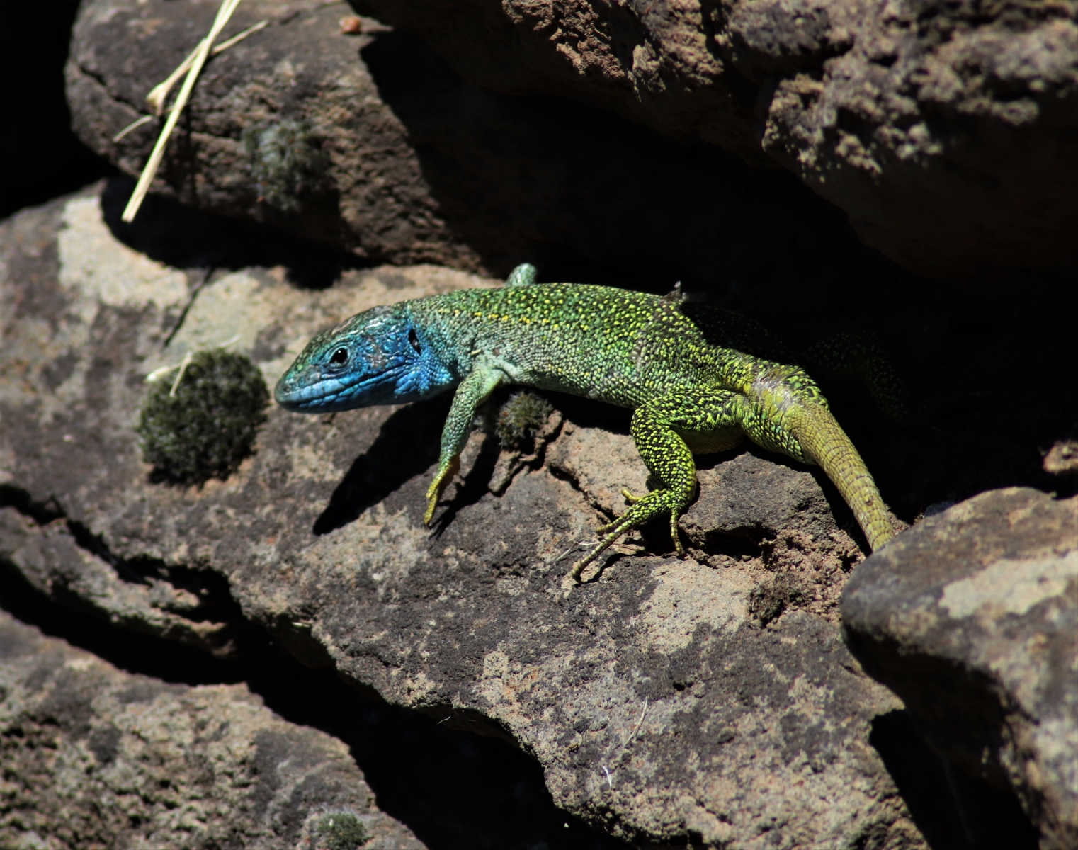 Lézard vert mâle (crédit : Laura Azzolina - Natural solutions)