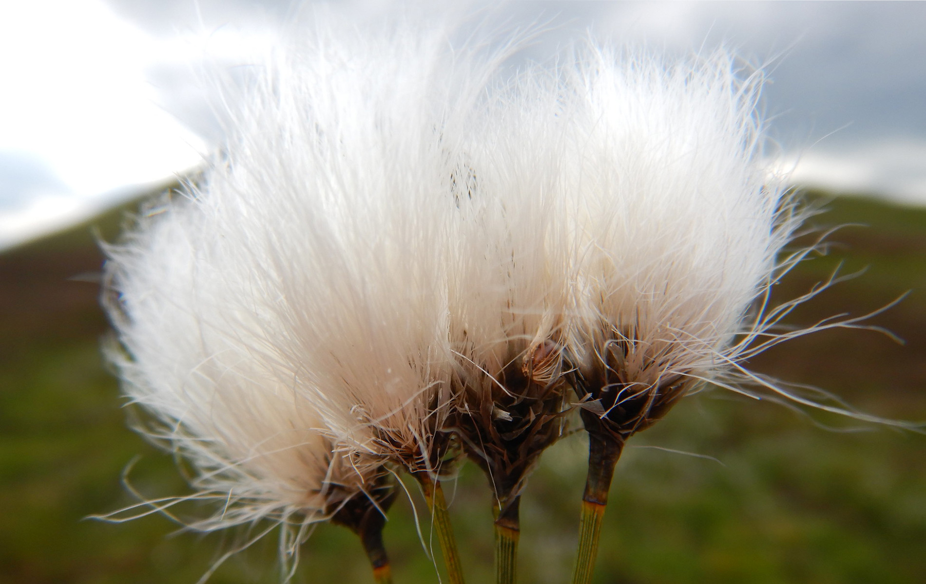 Linaigrette vaginée (Crédit : Matt lavin_FlicKr)