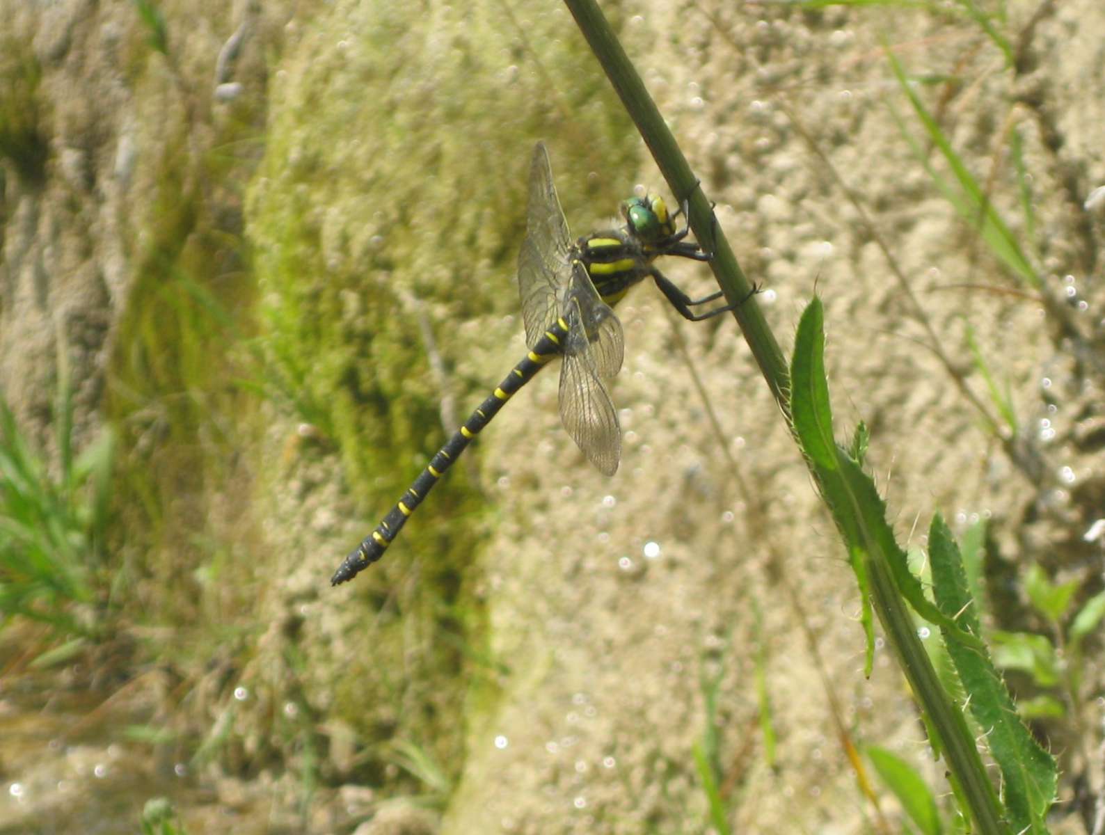 Cordulégastre annelé  (crédits: evelyne Liauzun)