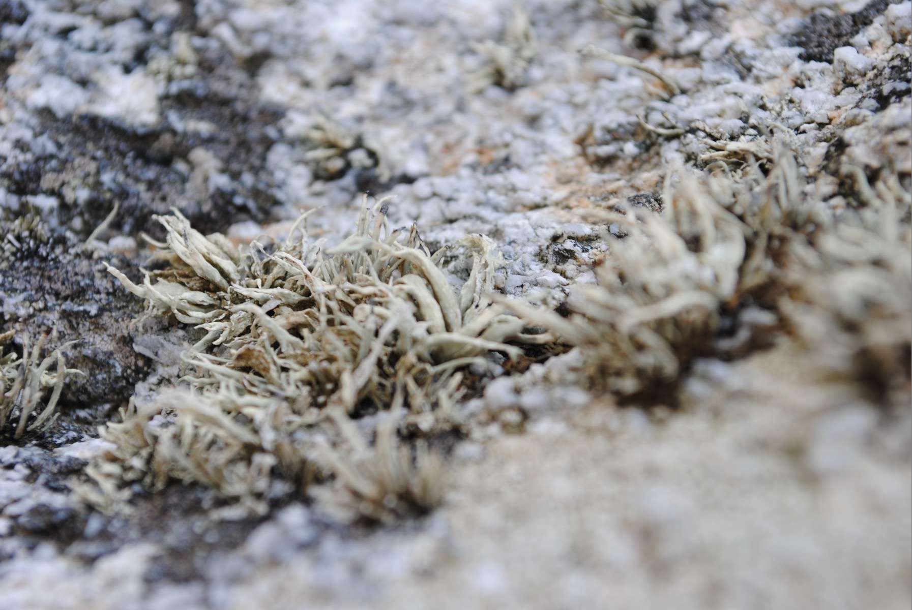 Lichen - Crédit: photothèque Bretagne Vivante