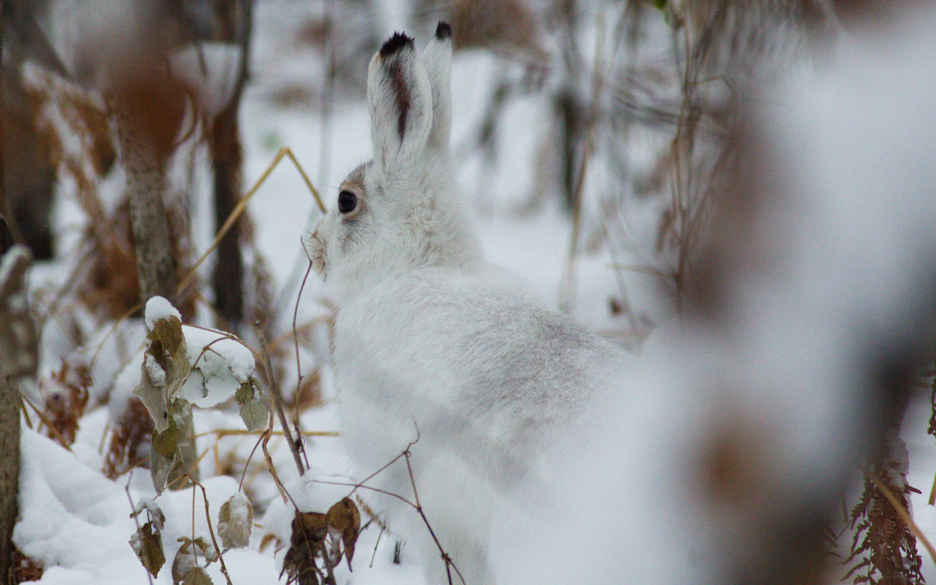 Lièvre variable (Crédits: Tatiana Bulyonkova - Flickr)