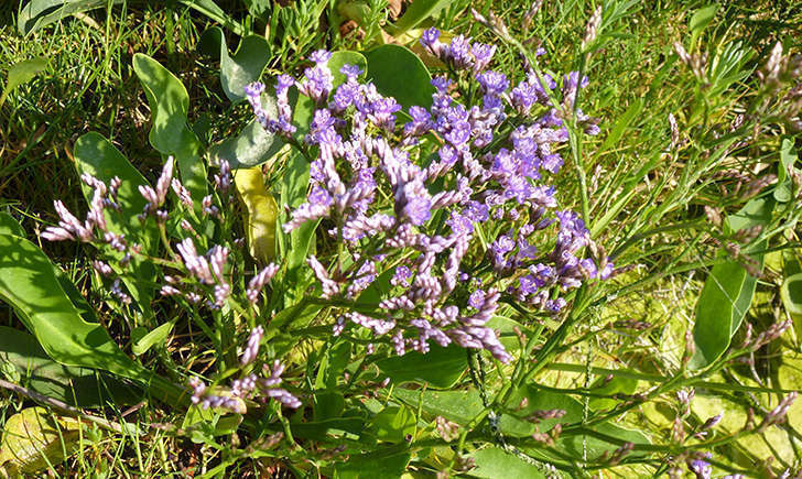 Lilas de mer (Crédits: Stéphanie RITZ)