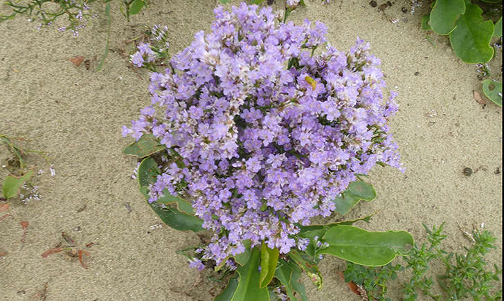 Lilas de mer (Crédits: Stéphanie RITZ)