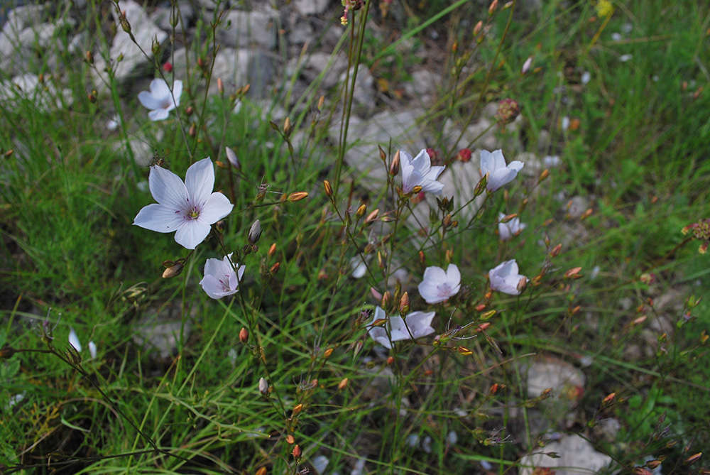 Lin à feuilles étroites - credit Atelier Nature