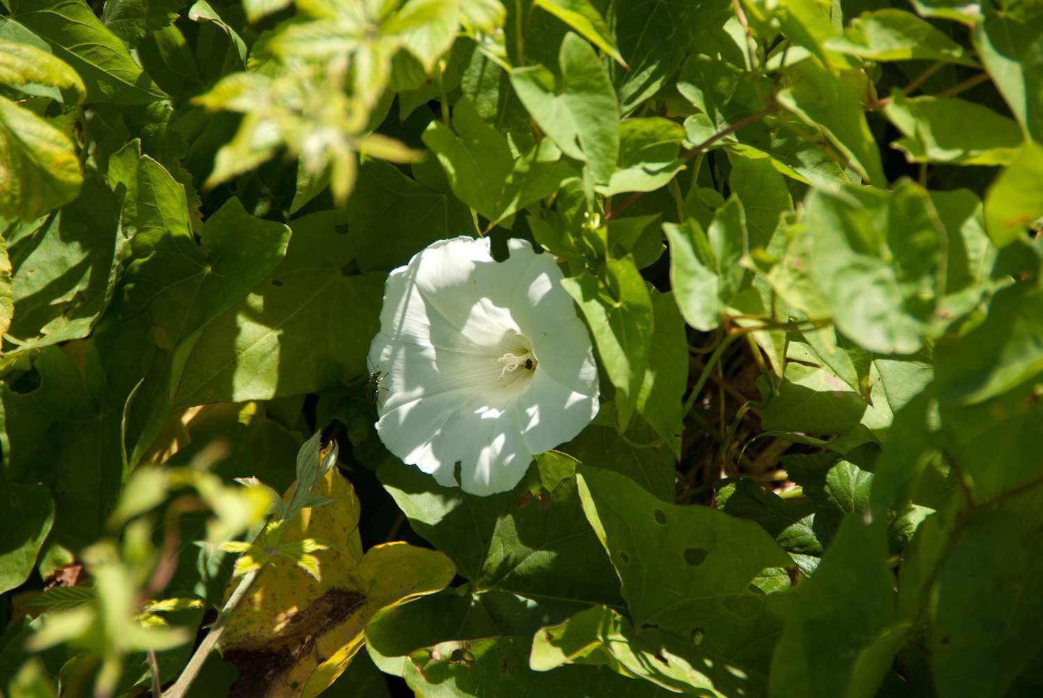 Liseron des haies (Crédits : Cédric Seguin - Natural Solutions)