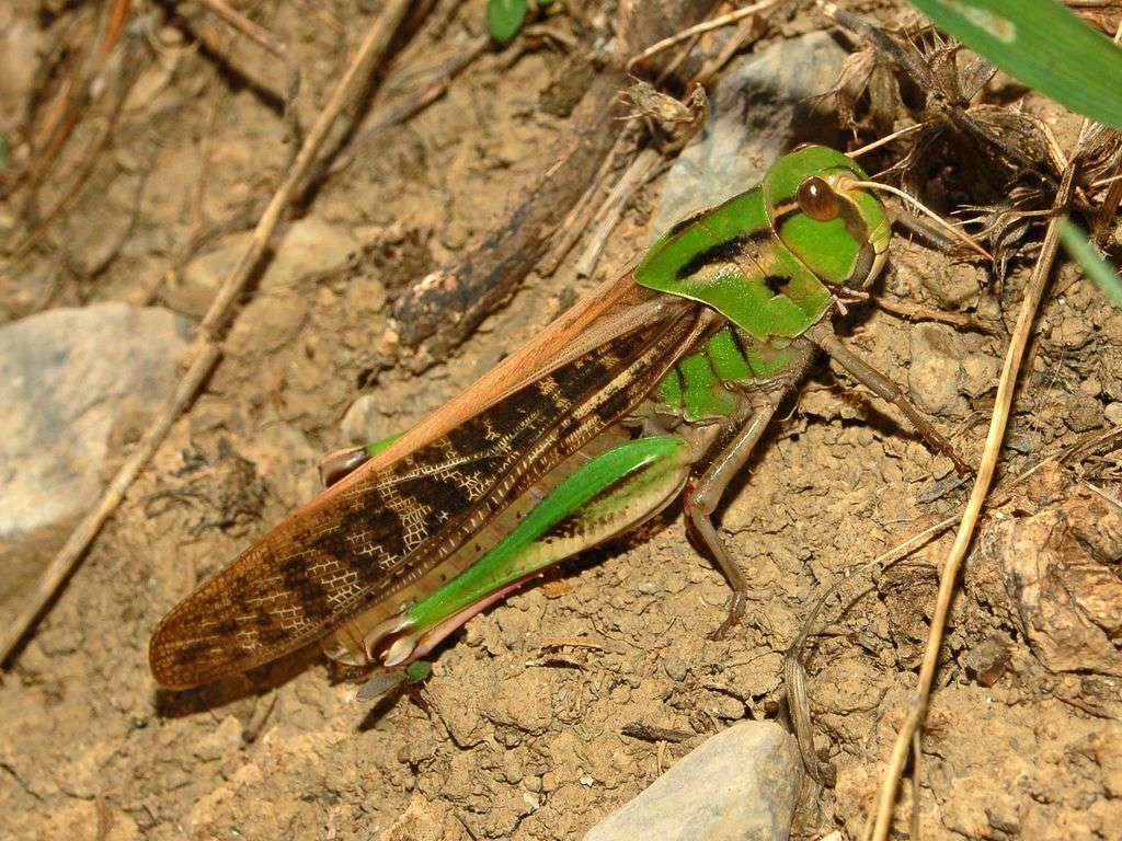 Criquet migrateur