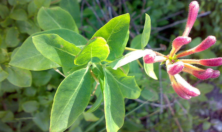 Chèvrefeuille des Bois-Lonicera periclymenum (crédit: Bjoertvedt)