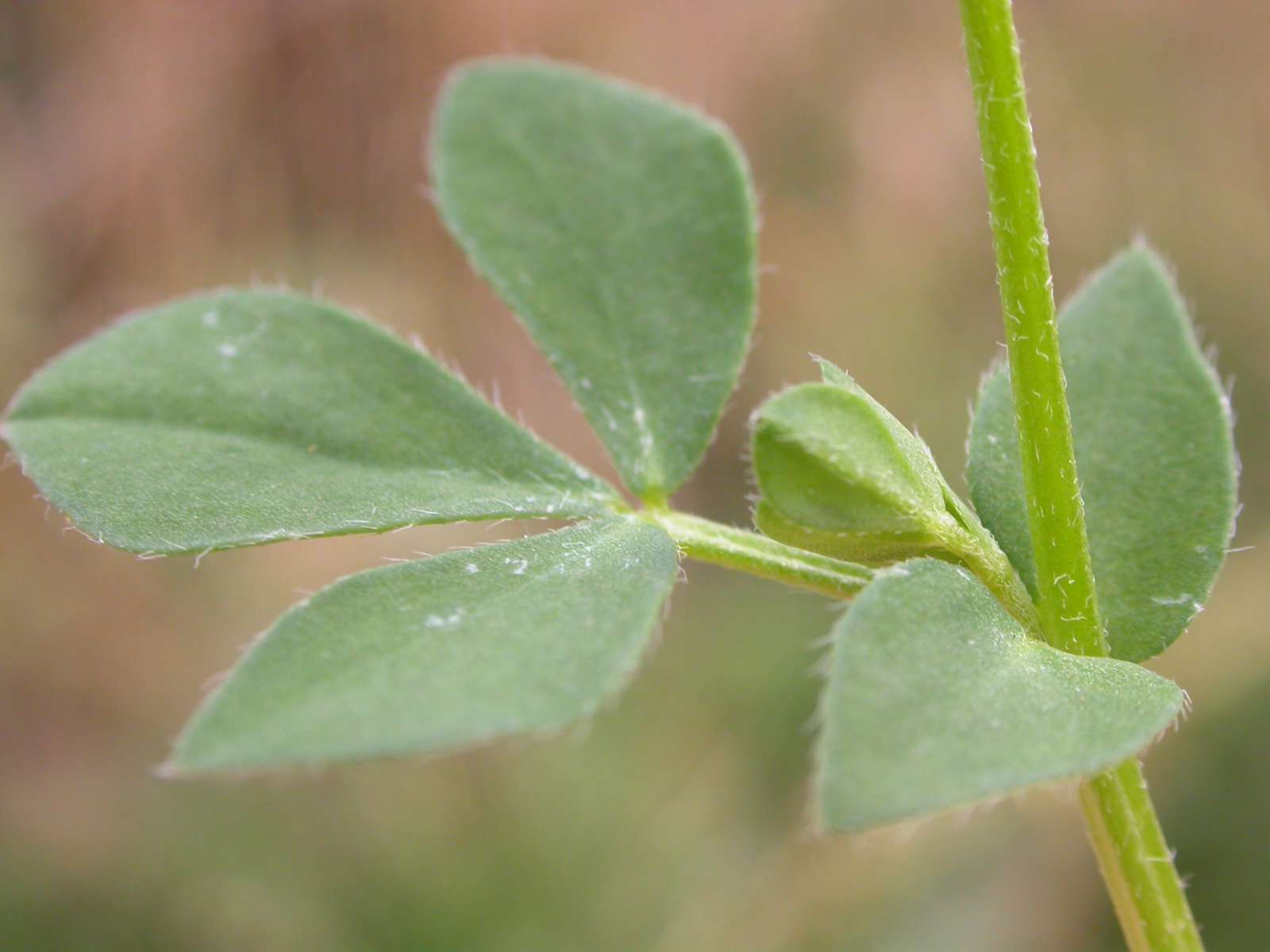 Lotier cornicule credit Matt Lavin