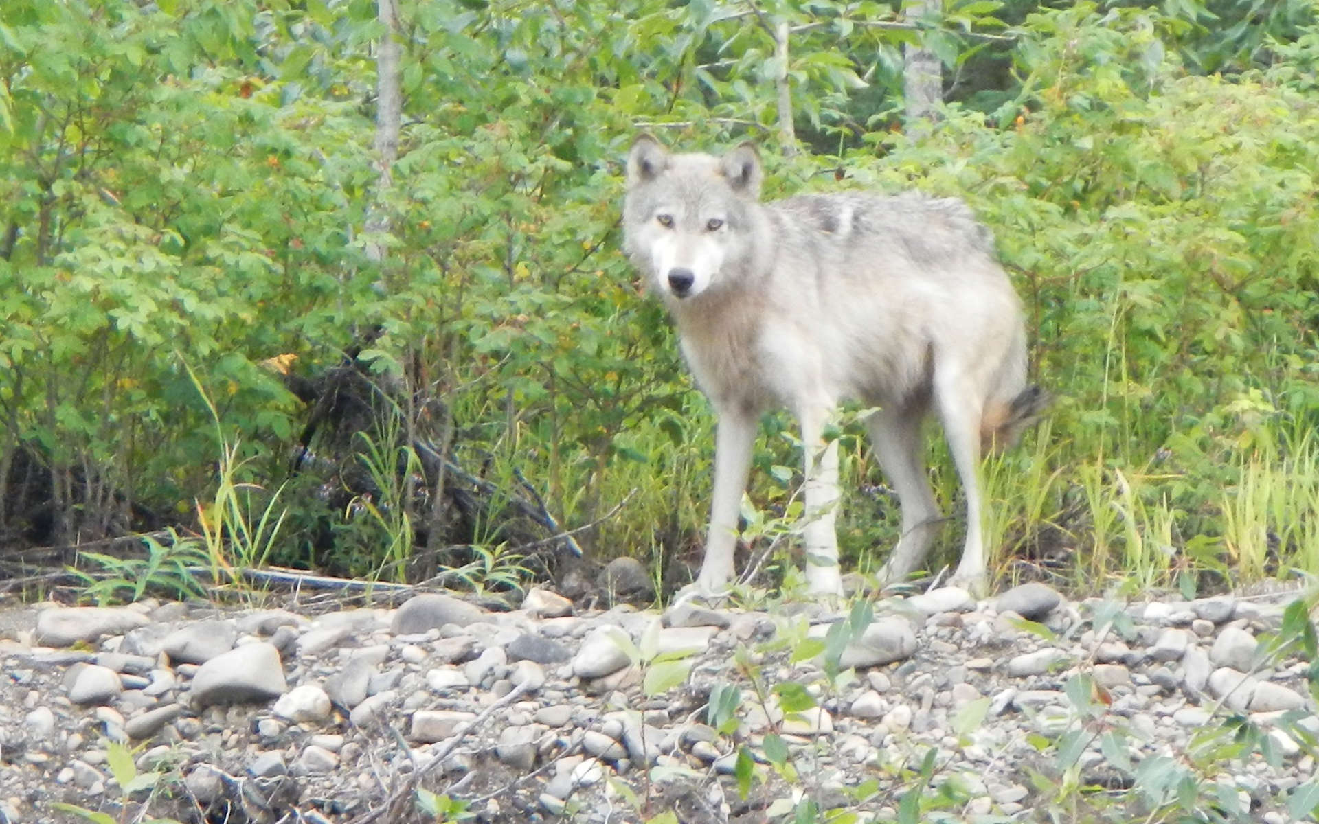 Loup (Crédits: Robbin D. Knapp - Flickr)