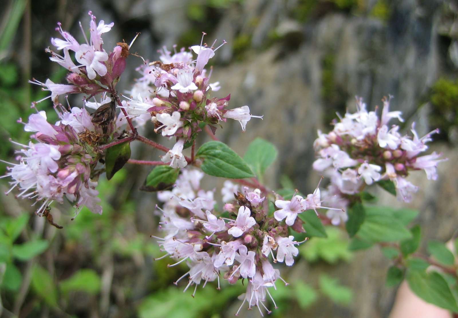 Origan (crédits: evelyne Liauzun)