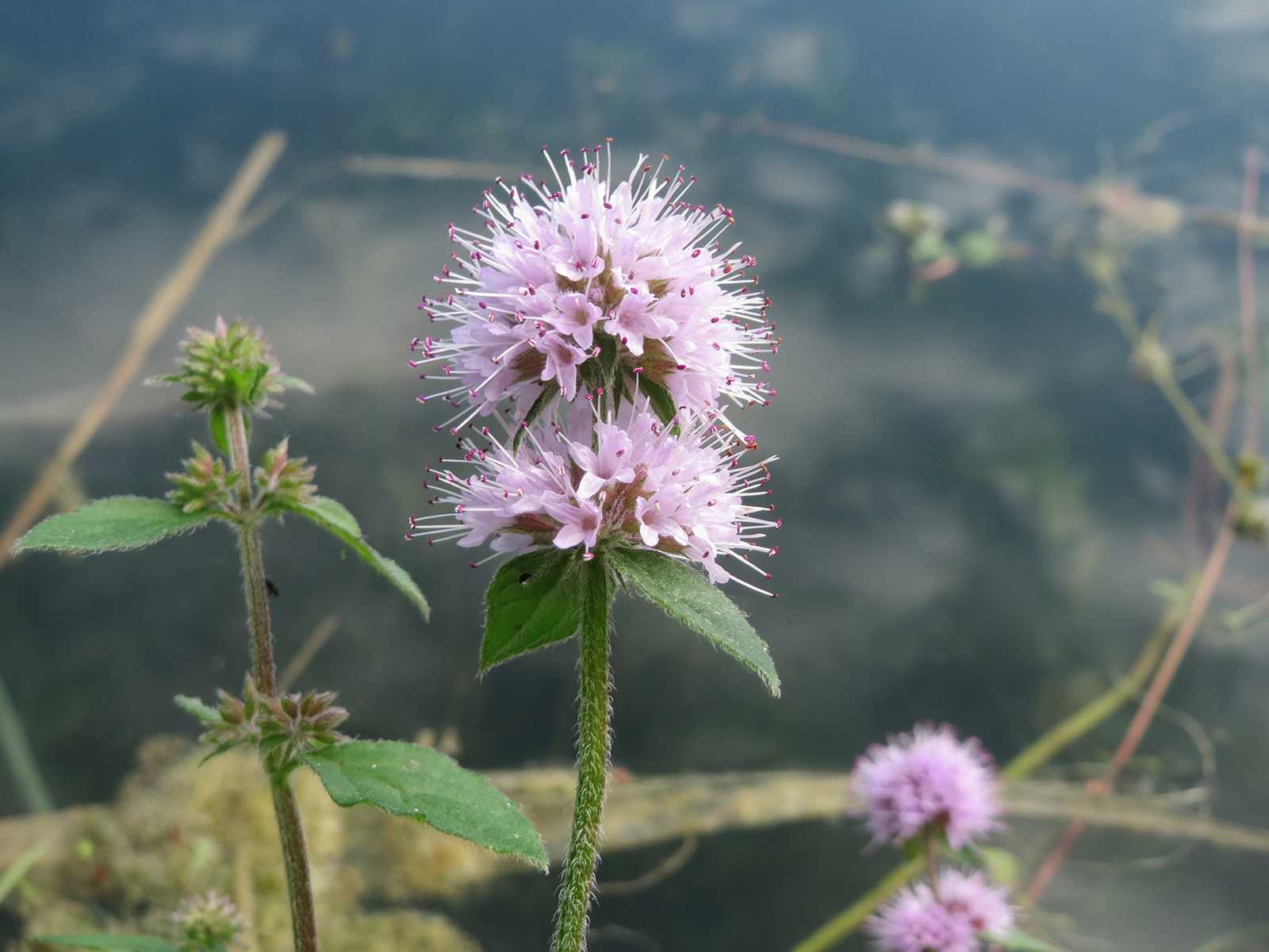 Menthe aquatique. Crédits : Andreas Rockstein - Crédits