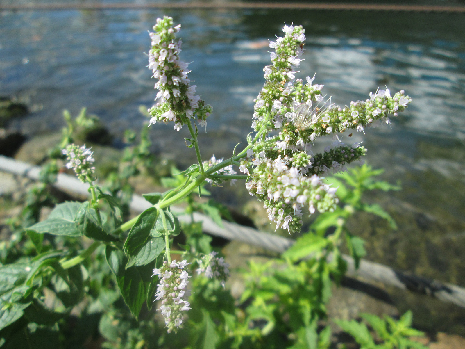 Menthe sylvestre. Crédits : Andreas Rockstein - Crédits