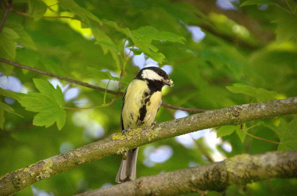 Mésange charbonnière