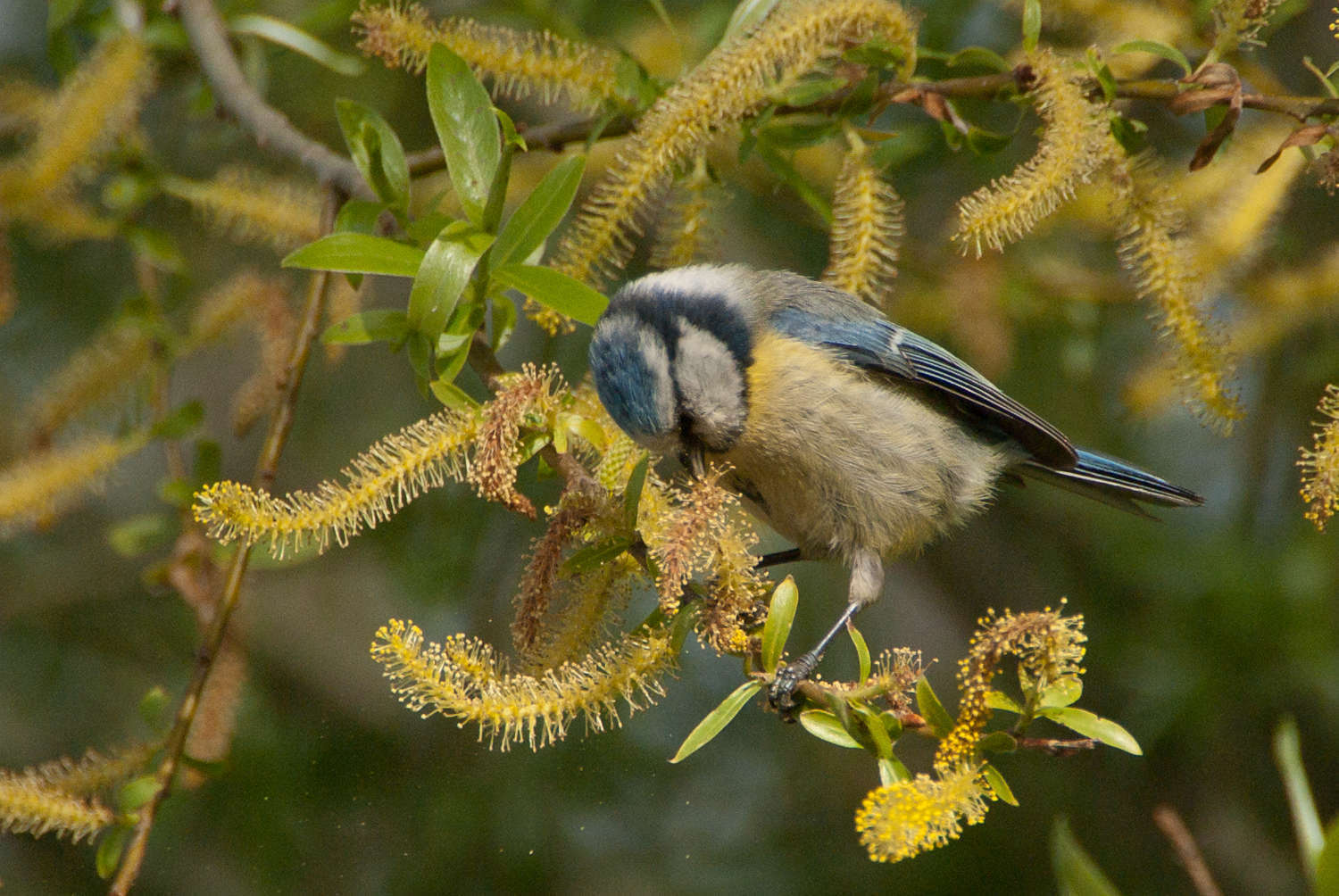 Mésange bleue (Crédits : Cédric Seguin - Natural Solutions)