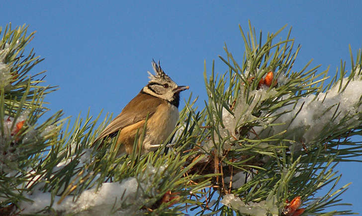 Mésange huppée (Crédits: Bernard Stam)