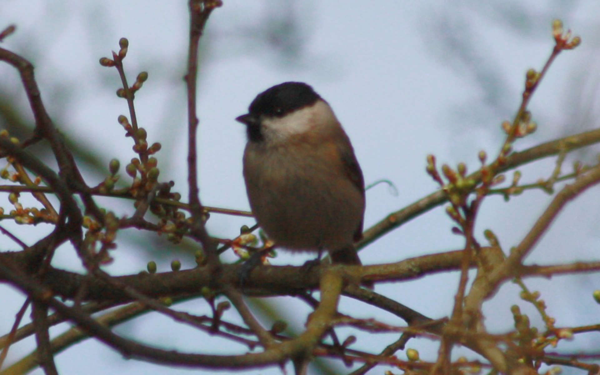 Mésange nonnette (Crédits: sébastien bertru - Flickr)