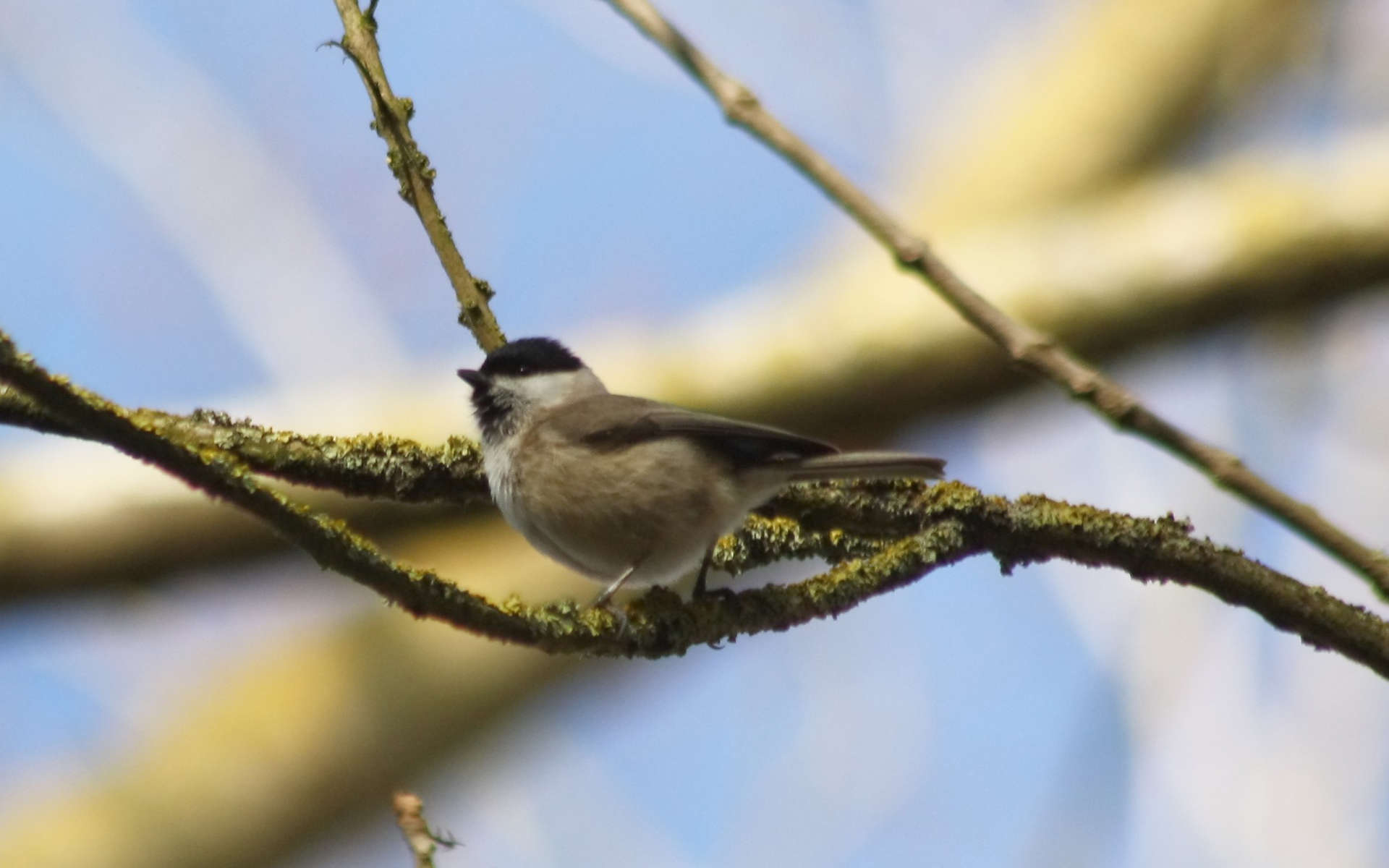 Mésange nonnette (Crédits: sébastien bertru - Flickr)