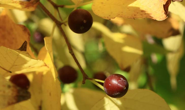 Micocoulier de Virginie, fruits, crédits : CG