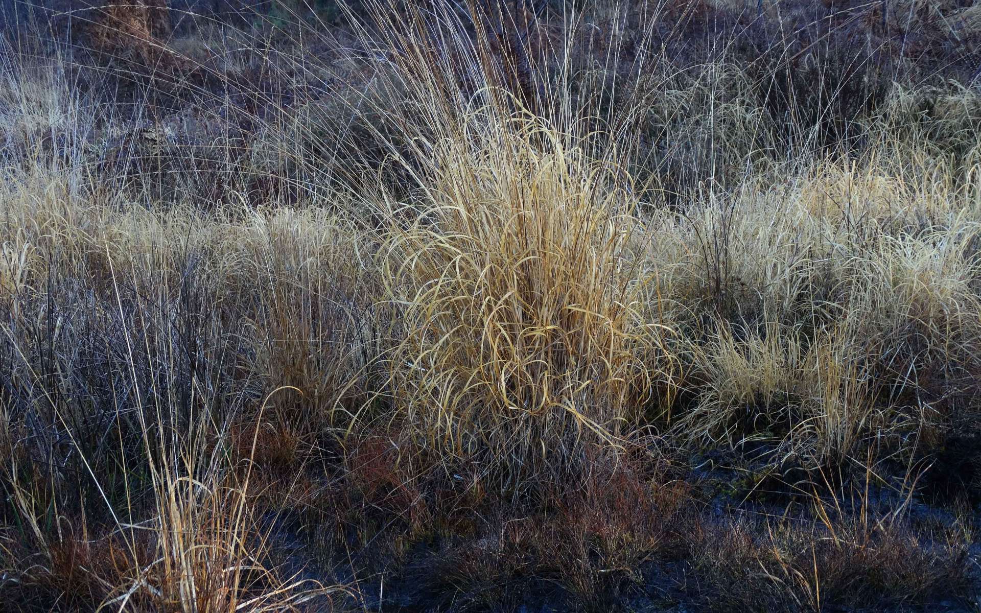 Molinie bleue (Crédits: Valérie Guéguen)