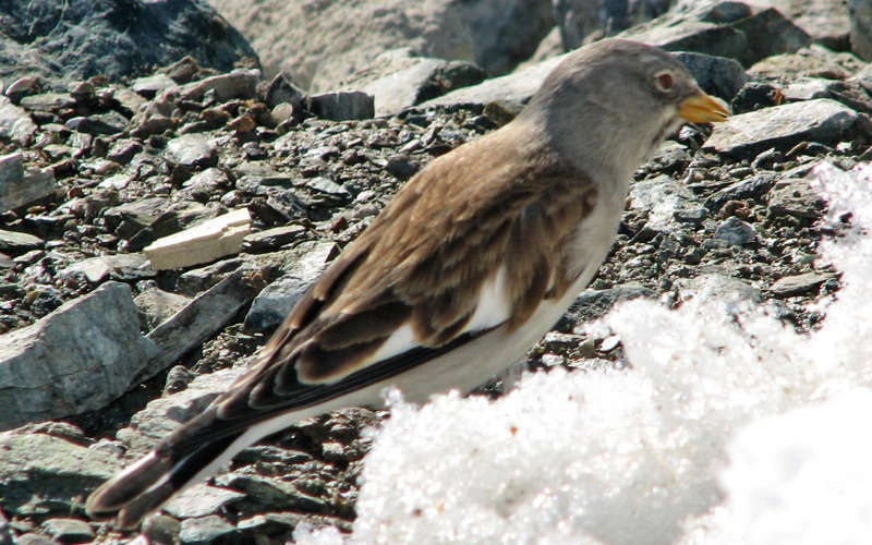 Niverolle alpine (Crédits : Lip Kee Yap - Flickr)