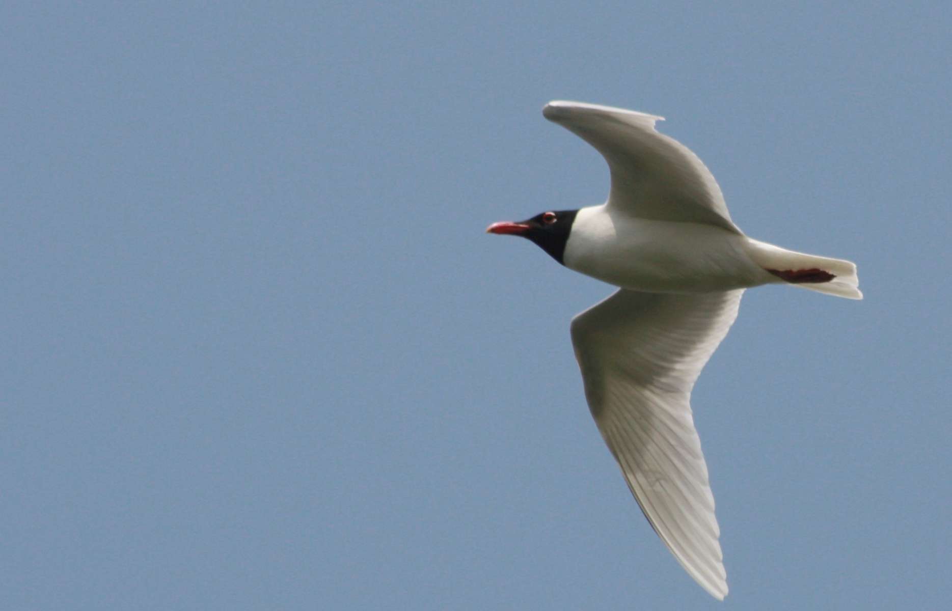 Mouette mélanocéphale (Ichthyaetus melanocephalus) en vol