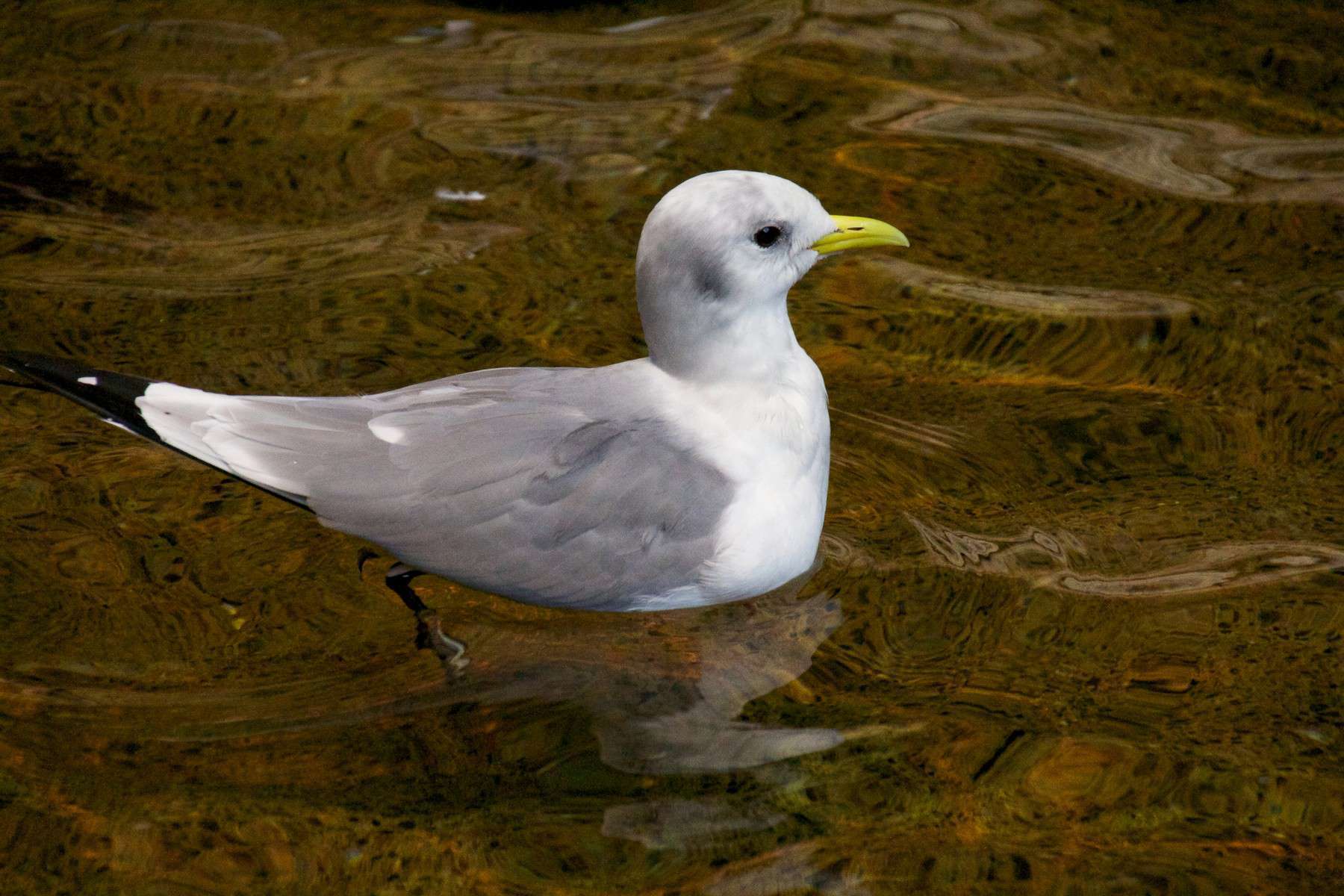 Mouette tridactyle - Crédit: Jean-Marie Van der Maren