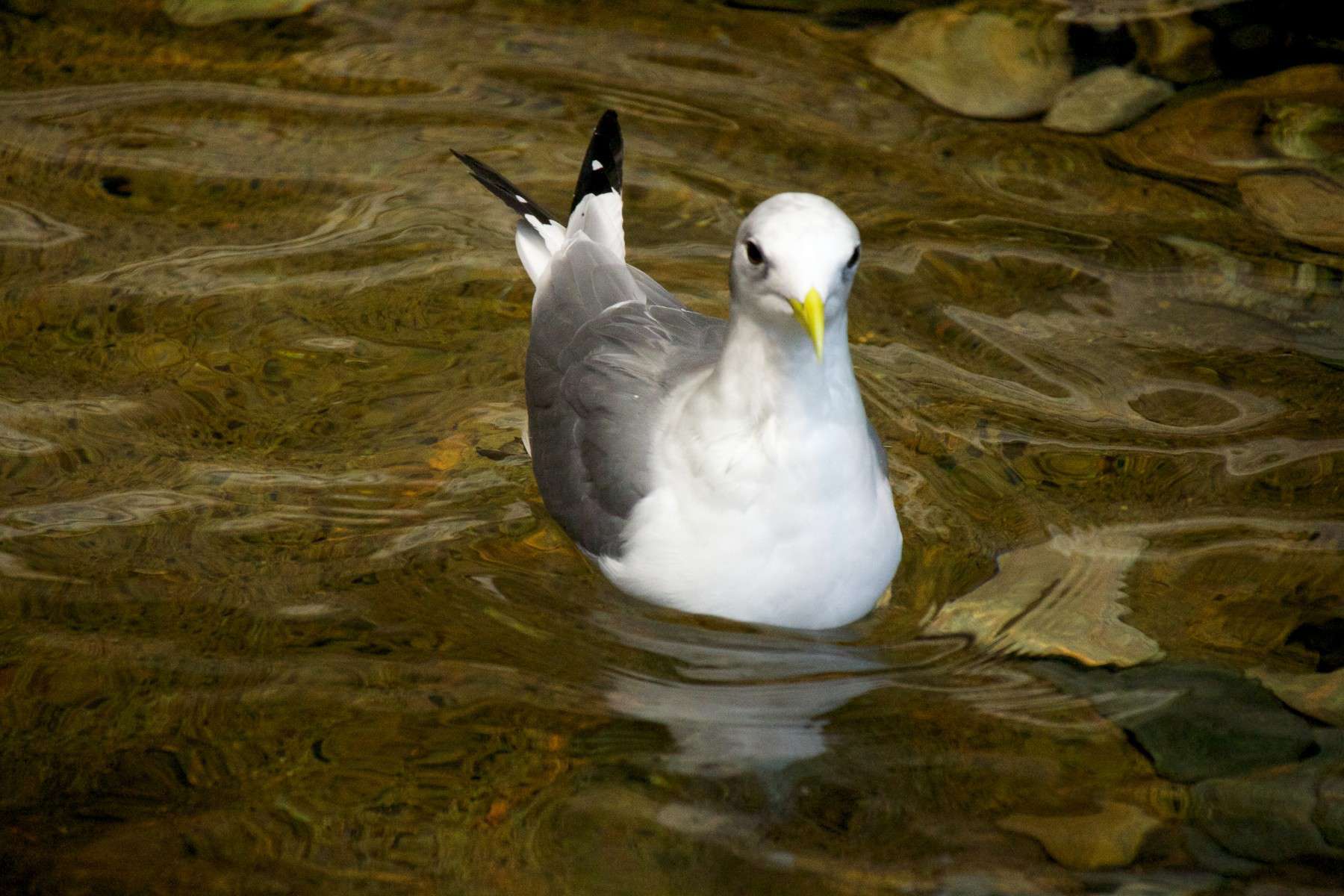 Mouette tridactyle - Crédit: Jean-Marie Van der Maren