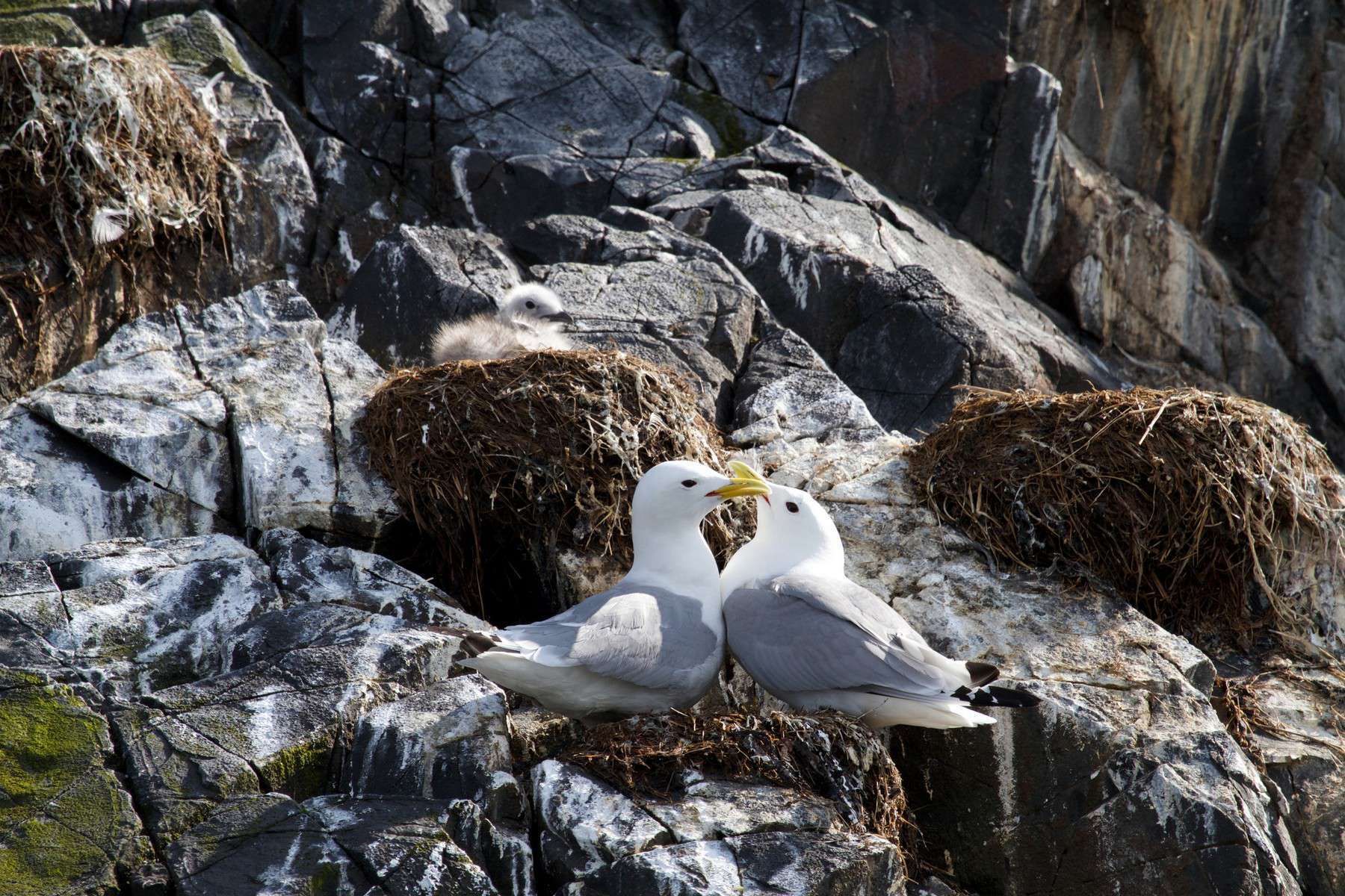 Mouette tridactyle - Crédit: Brian Gratwicke