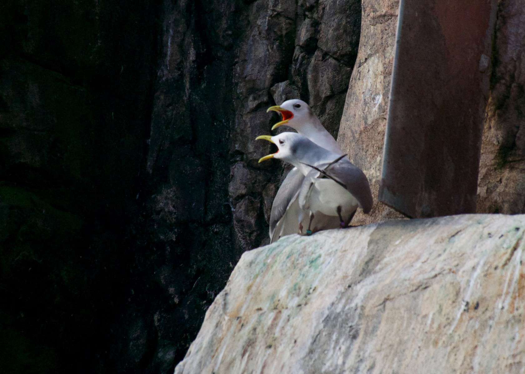 Mouette tridactyle - Crédit: Jean-Marie Van der Maren