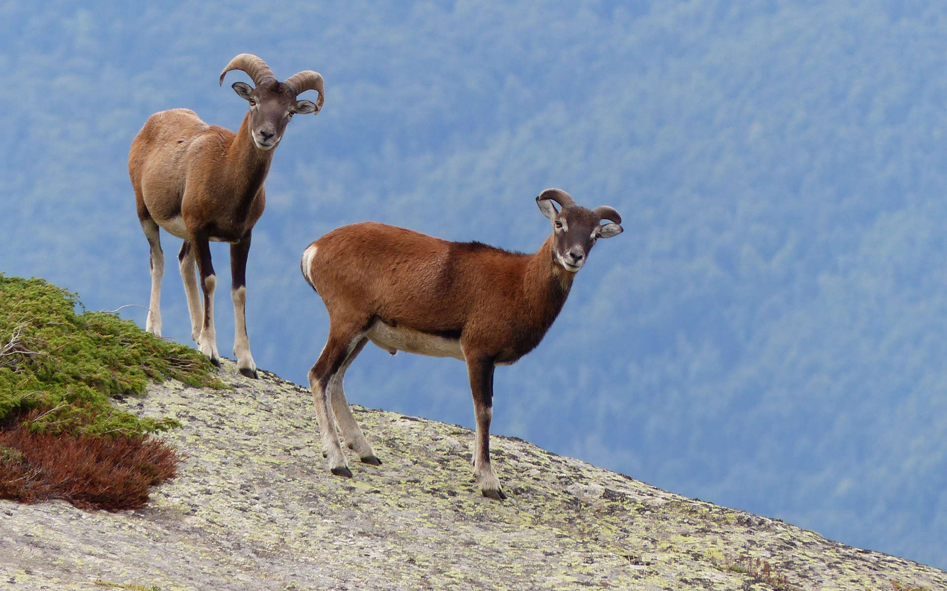 Mouflon corse (Crédits: Céline Ricard)