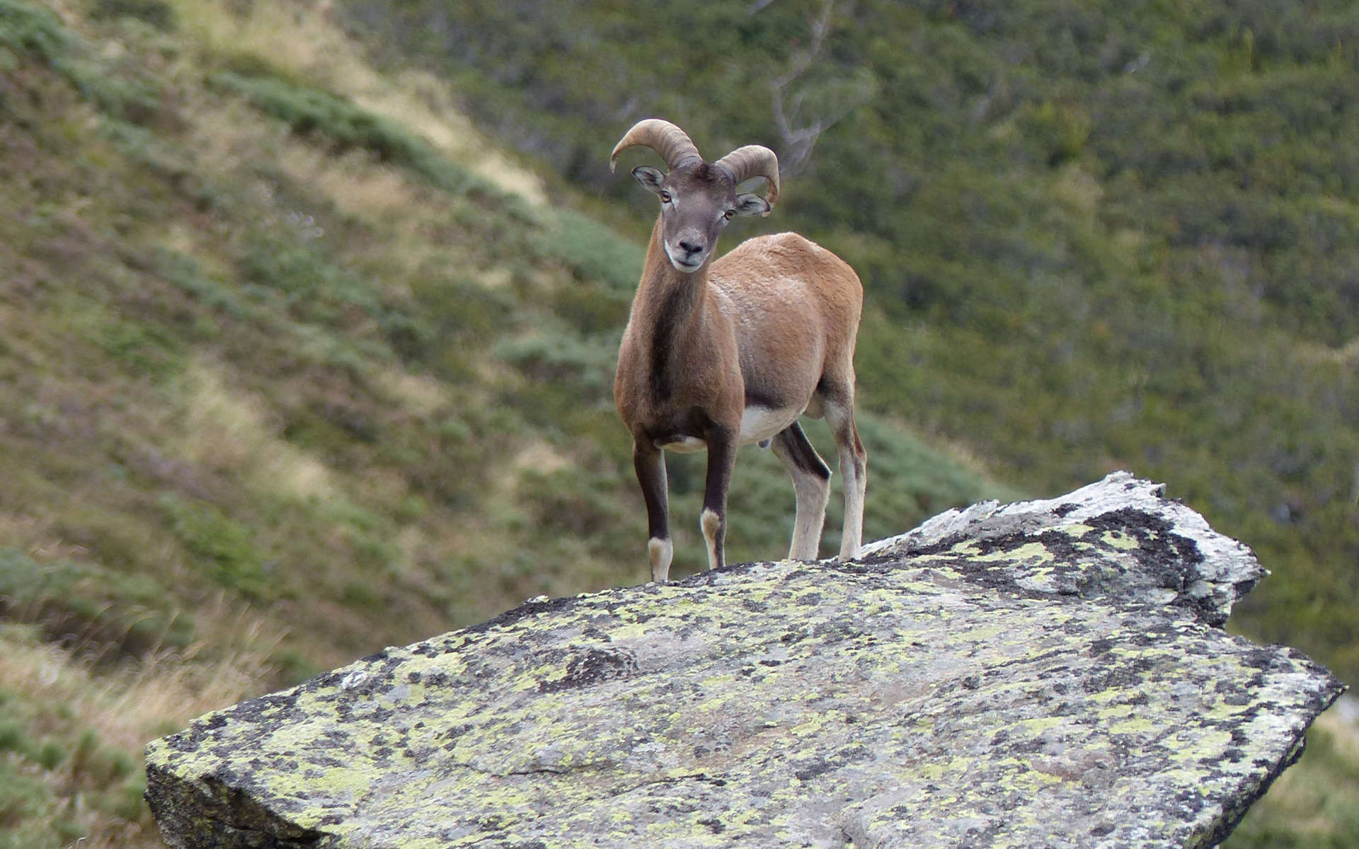 Mouflon corse (Crédits: Céline Ricard)