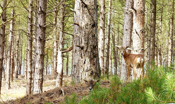 Mouflon (Crédits: Stéphanie Ritz)