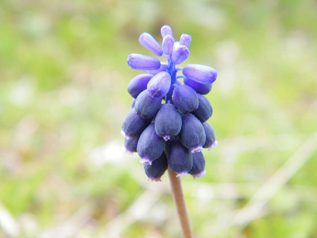 Muscari à grappes